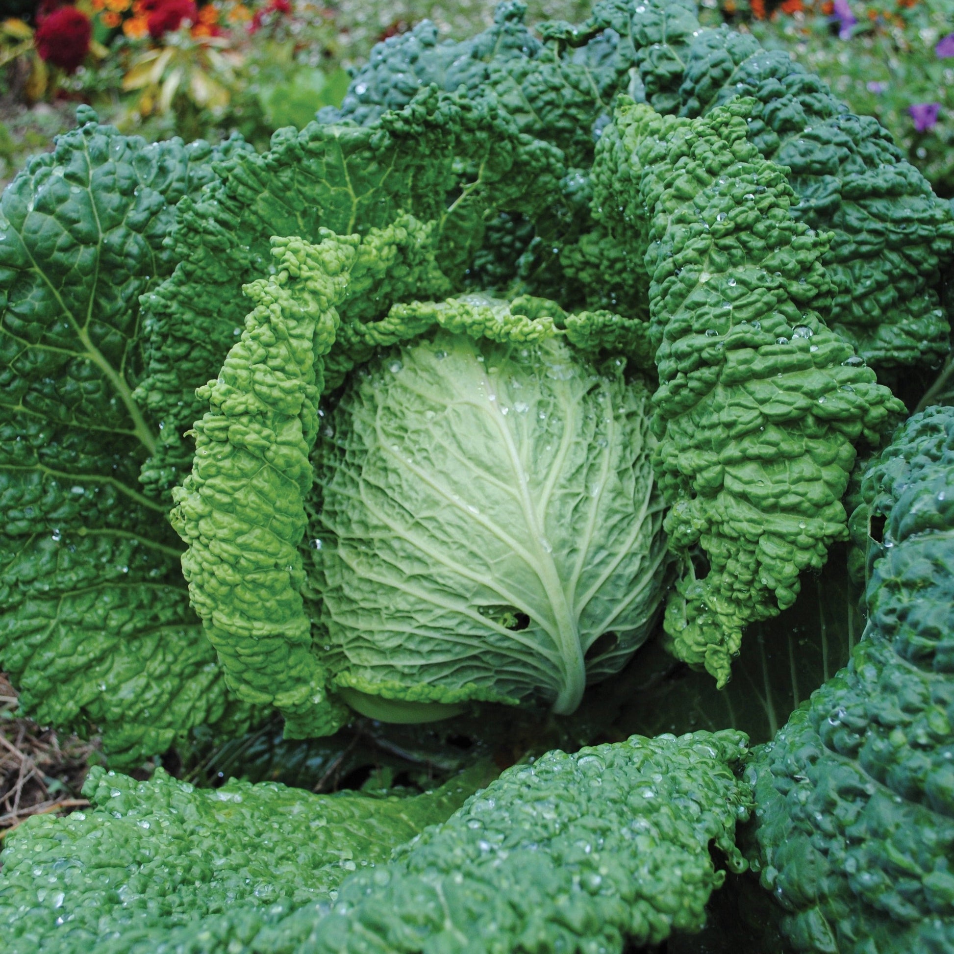 Fresh MIgardener Savoy Perfection cabbage head with crinkled, dark green leaves on a white background.