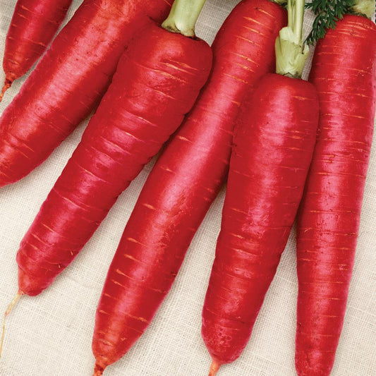 Fresh Atomic Red Carrot from MIgardener, showcasing bright red color and vibrant orange interior, ready for harvest.