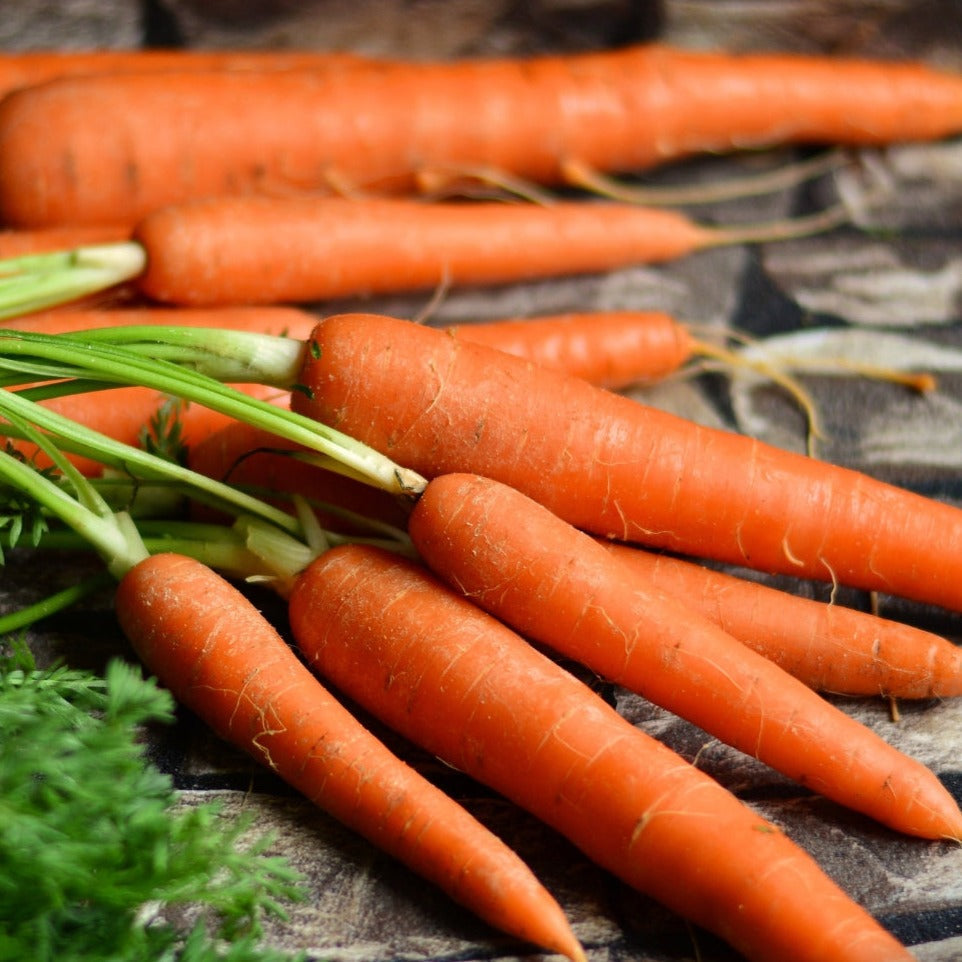 Imperator 58 carrot from MIgardener, fresh orange carrot with smooth skin and tapered shape, ideal for gardening and cooking.
