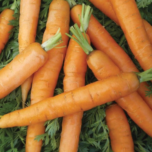 Fresh Little Fingers Carrot from MIgardener showing its vibrant orange color and slender shape on a white background.