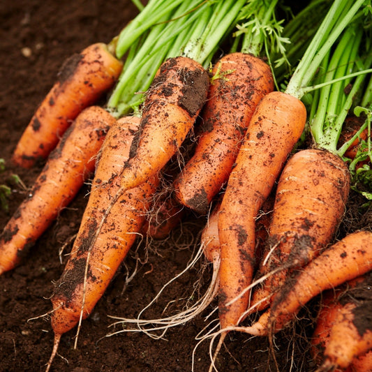 Fresh Royal Chantenay carrot from MIgardener, showcasing its vibrant orange color and thick, tapered shape.