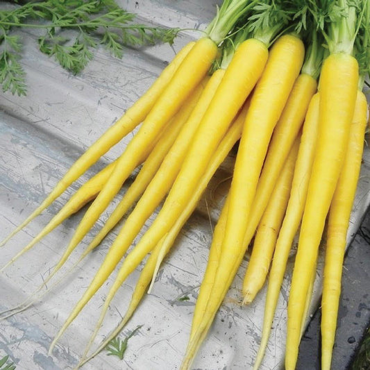 Bright yellow carrot from MIgardener, fresh and vibrant, showcasing its distinctive color and crisp texture.
