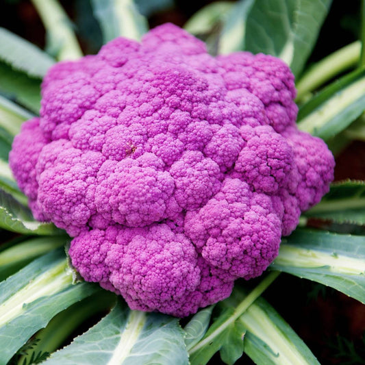 Purple of Sicily cauliflower from MIgardener, fresh and vibrant with tightly packed purple florets and green stems.