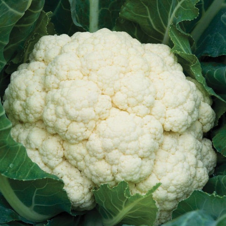 Self blanching cauliflower from MIgardener, fresh white cauliflower head with green leaves, ready for harvest.