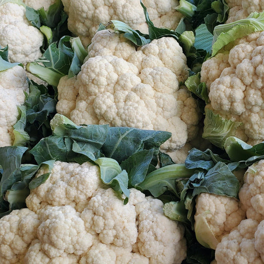Fresh Snowball Cauliflower from MIgardener, showcasing large, white, tightly packed florets on a healthy green stem.