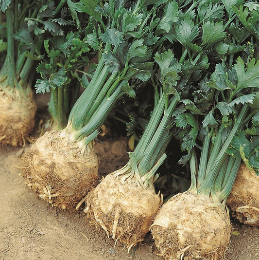 Giant Prague Celeriac celery root from MIgardener displayed on a garden bed, showcasing its large, knobby, bulbous shape.