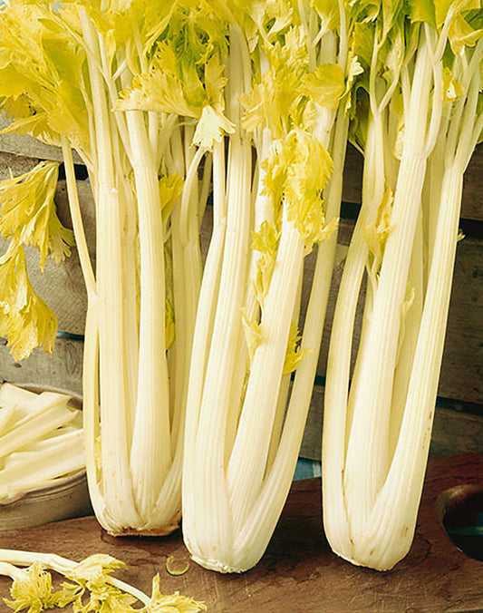 Fresh Golden Boy Celery from MIgardener, featuring vibrant green stalks and leafy tops, ideal for cooking and snacking.
