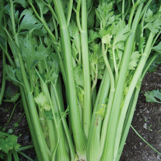Fresh Utah Tall Celery from MIgardener, showcasing vibrant green stalks and leafy tops in a natural outdoor setting.