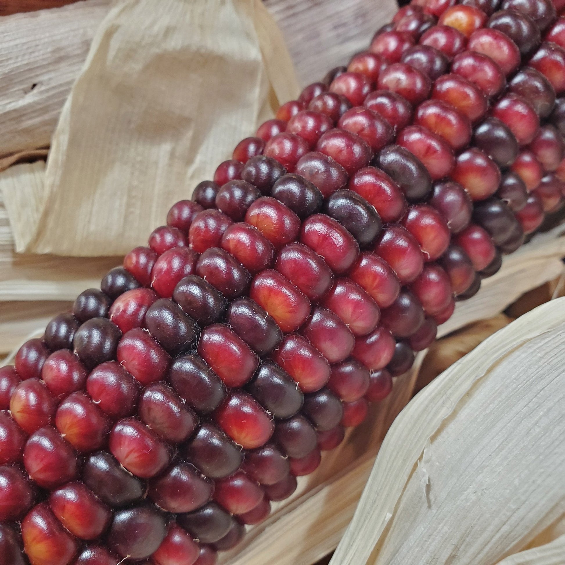 Fresh Bloody Butcher corn from MIgardener, showcasing vibrant red and white striped kernels on the cob.