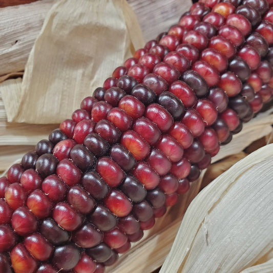 Fresh Bloody Butcher corn from MIgardener, showcasing vibrant red and white striped kernels on the cob.