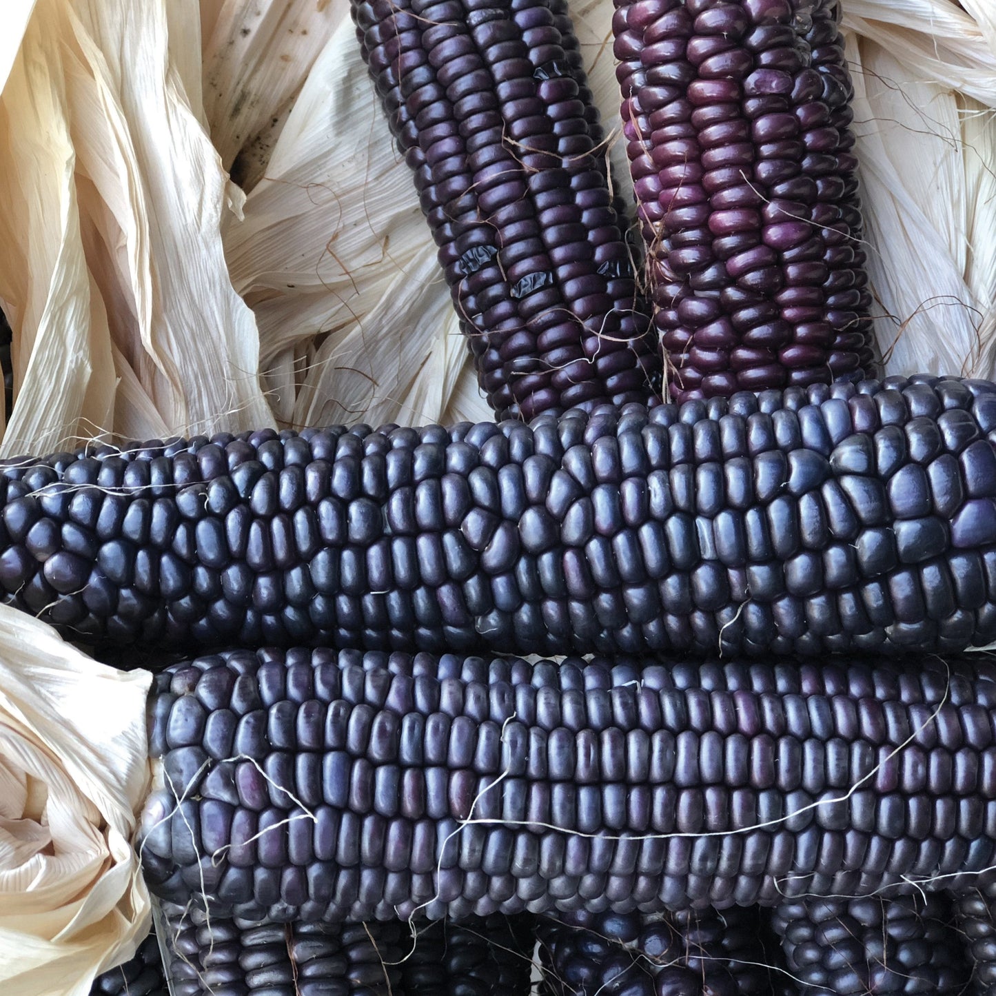 Blue Hopi corn from MIgardener, vibrant blue heirloom corn with large kernels, shown in a close-up view.