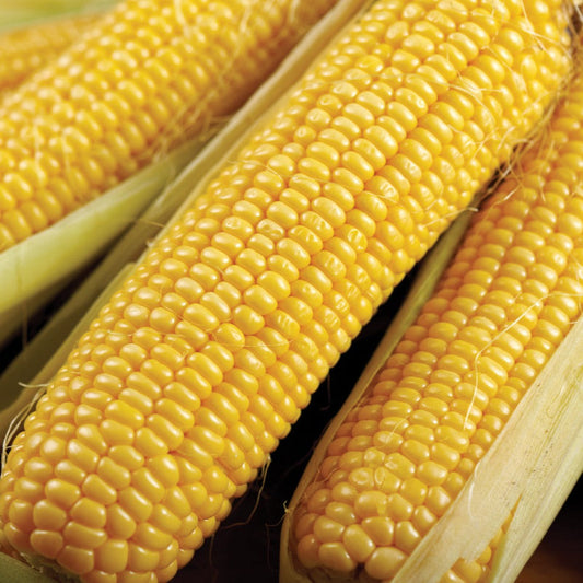 Fresh Bodacious Sweet Corn by MIgardener, showing vibrant yellow corn ears with green husks and silk.