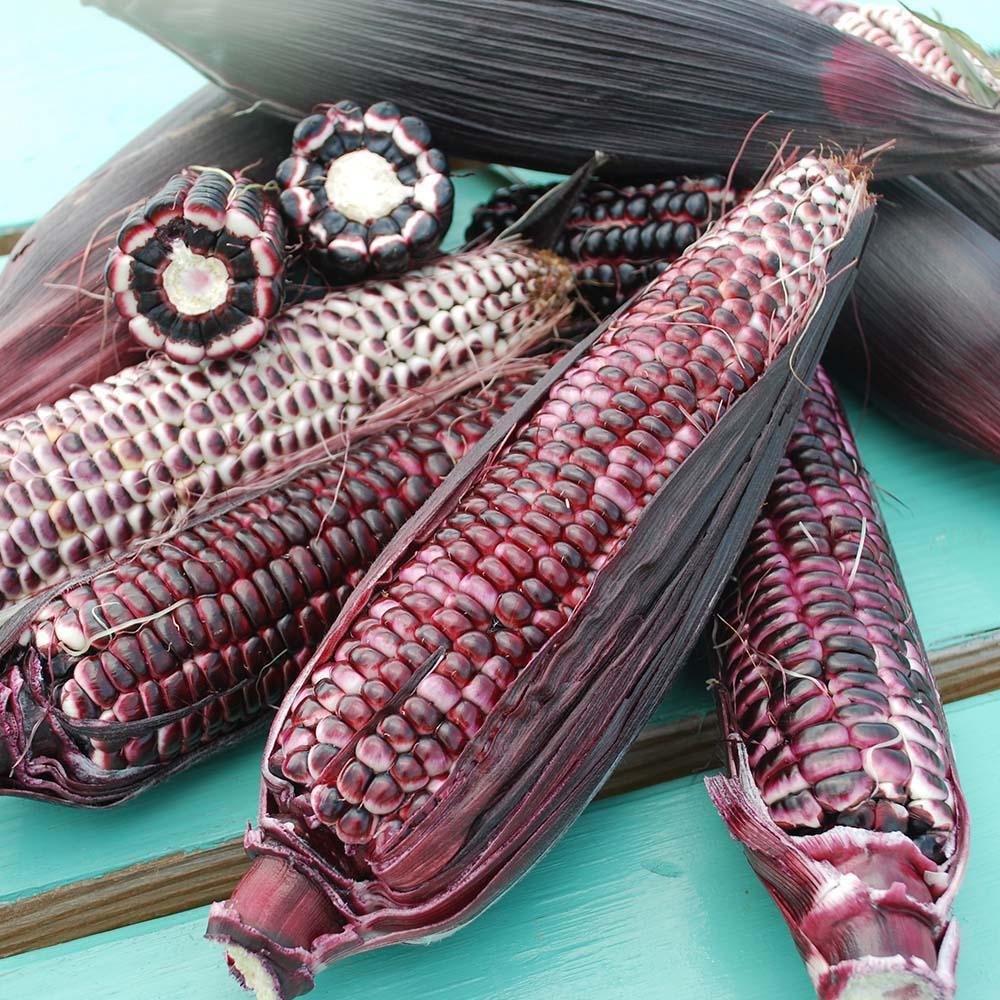 Fresh double red sweet corn from MIgardener featuring bright red kernels on plump, healthy corn ears.