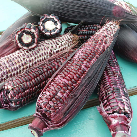 Fresh double red sweet corn from MIgardener featuring bright red kernels on plump, healthy corn ears.
