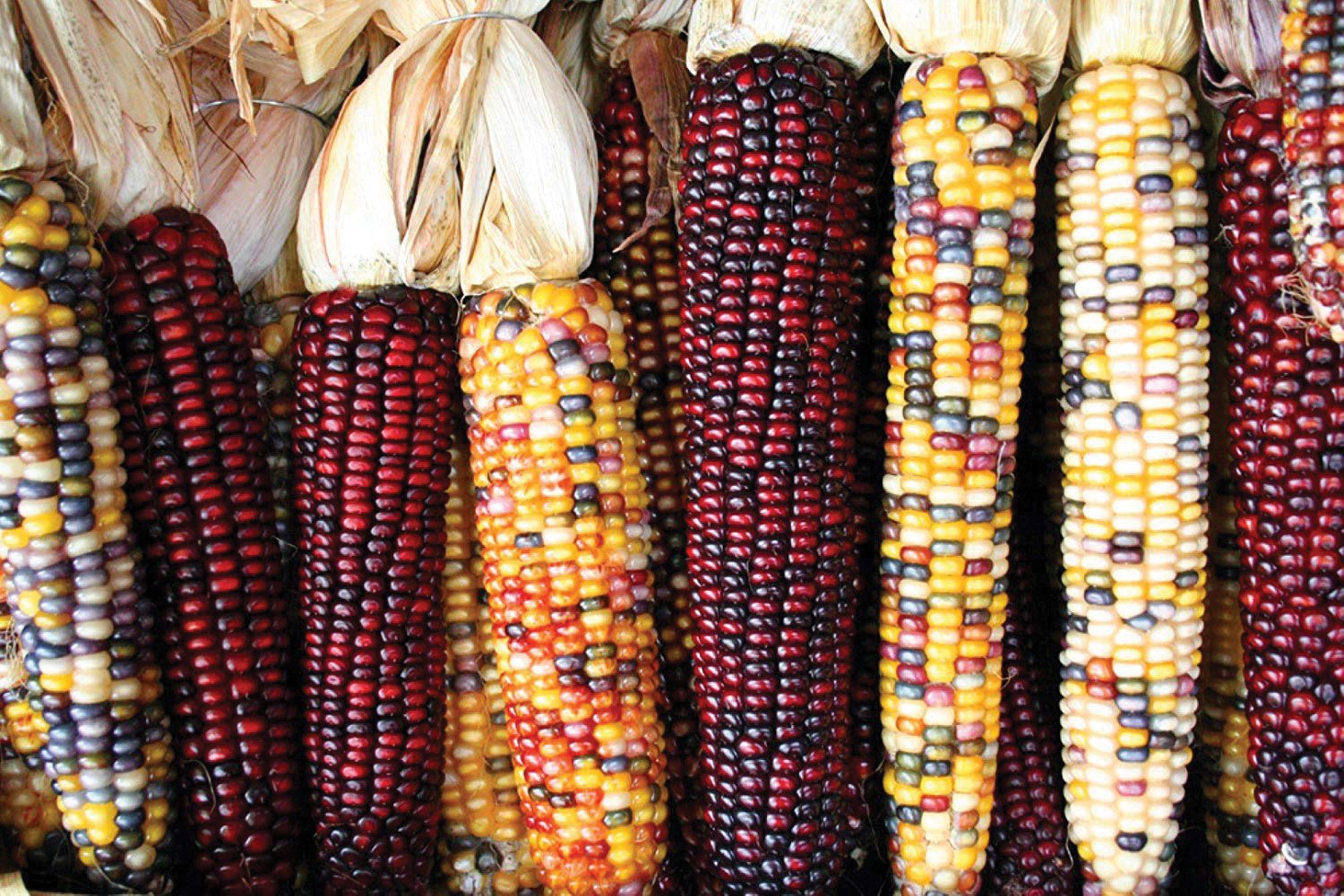 Fresh Indian Corn from MIgardener showing colorful kernels and husk in a natural setting.