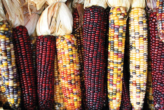 Fresh Indian Corn from MIgardener showing colorful kernels and husk in a natural setting.