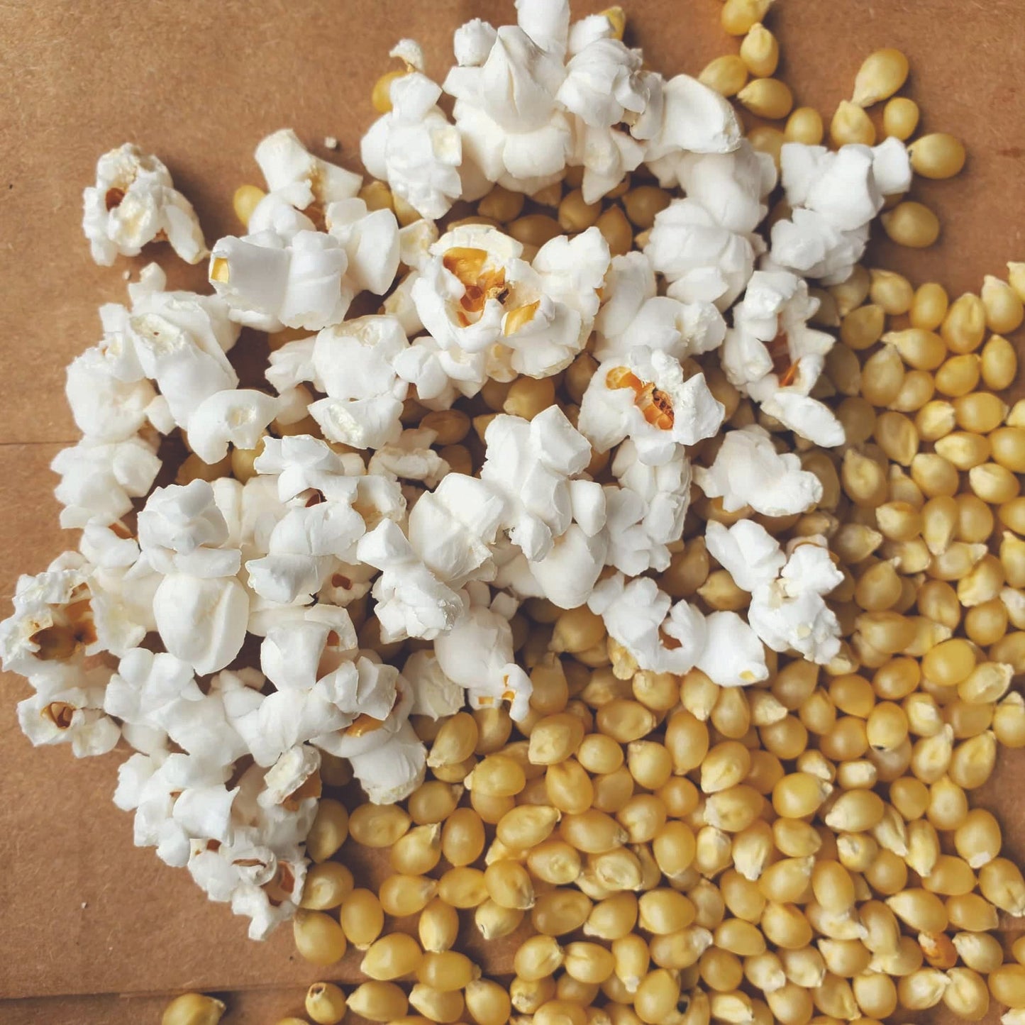 Japanese hulless popcorn corn by MIgardener, showing fresh, natural kernels suitable for popping.