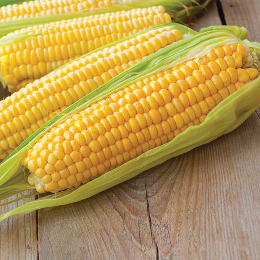 Fresh Kandy Korn sweet corn from MIgardener, showing vibrant yellow corn on the cob with husk partially removed.