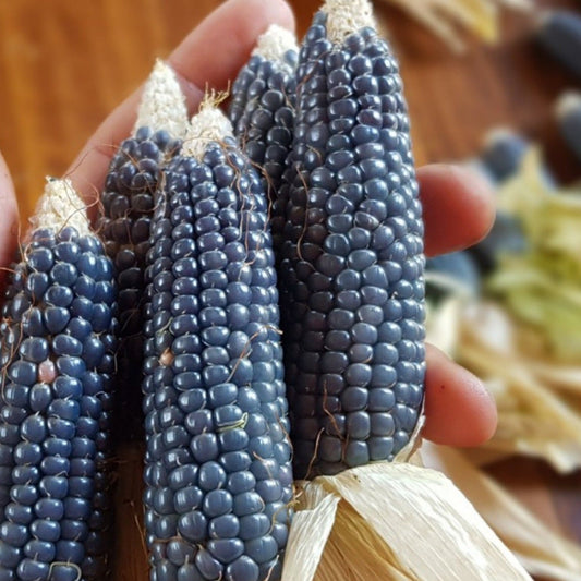 Miniature blue popcorn corn by MIgardener, close-up of vibrant blue kernels on the cob.