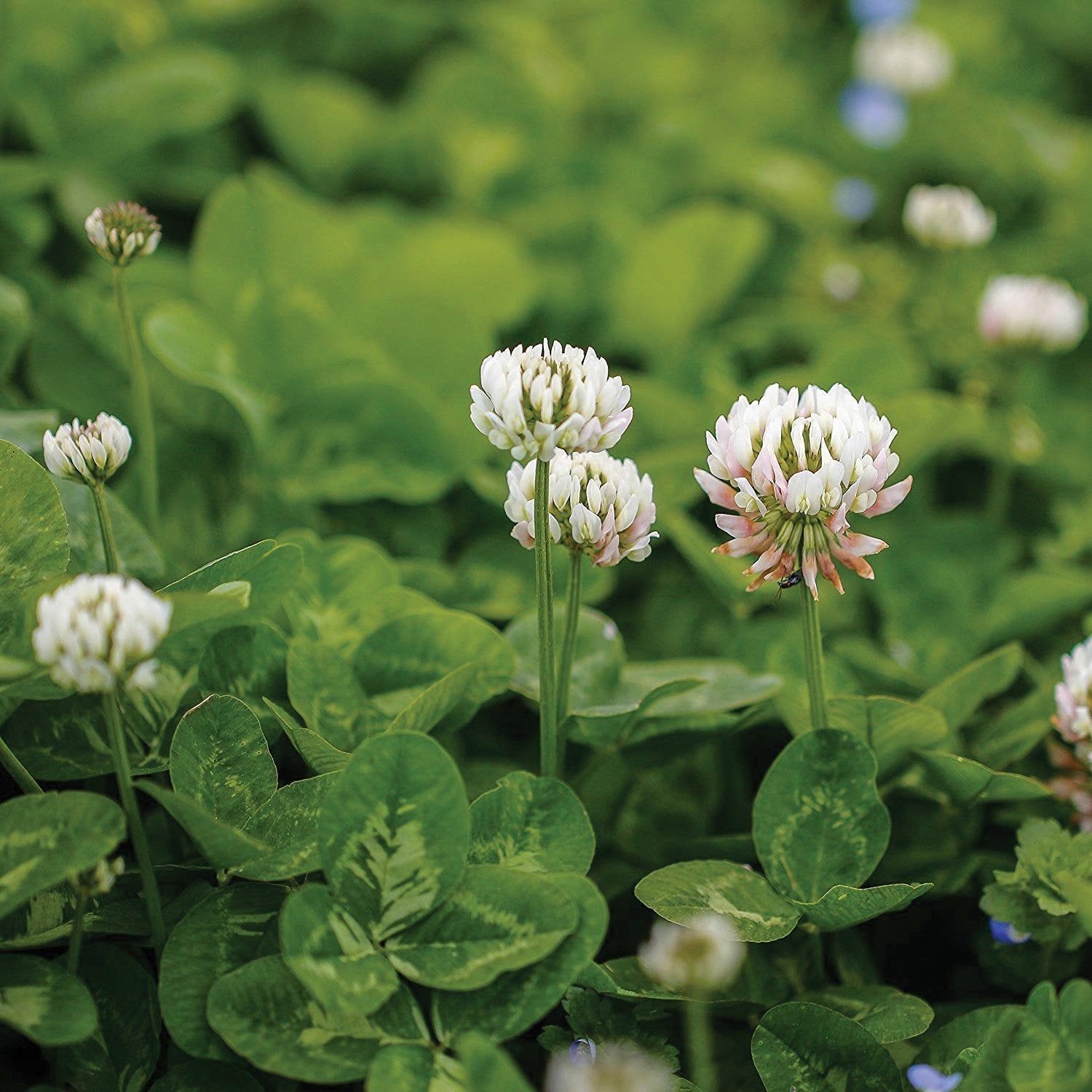 White Dutch Clover cover crop by MIgardener, showing lush green and white clover ground cover with dense foliage.