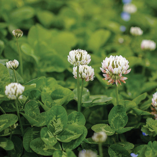 White Dutch Clover cover crop by MIgardener, showing lush green and white clover ground cover with dense foliage.
