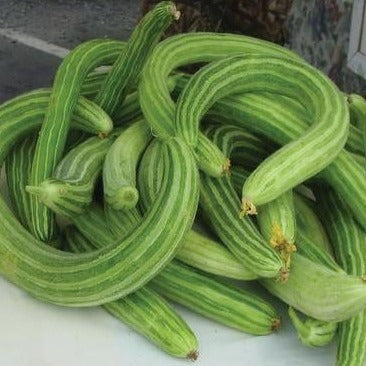 Long Armenian Yard-Long Cucumber from MIgardener, fresh and vibrant, shown on a white background.