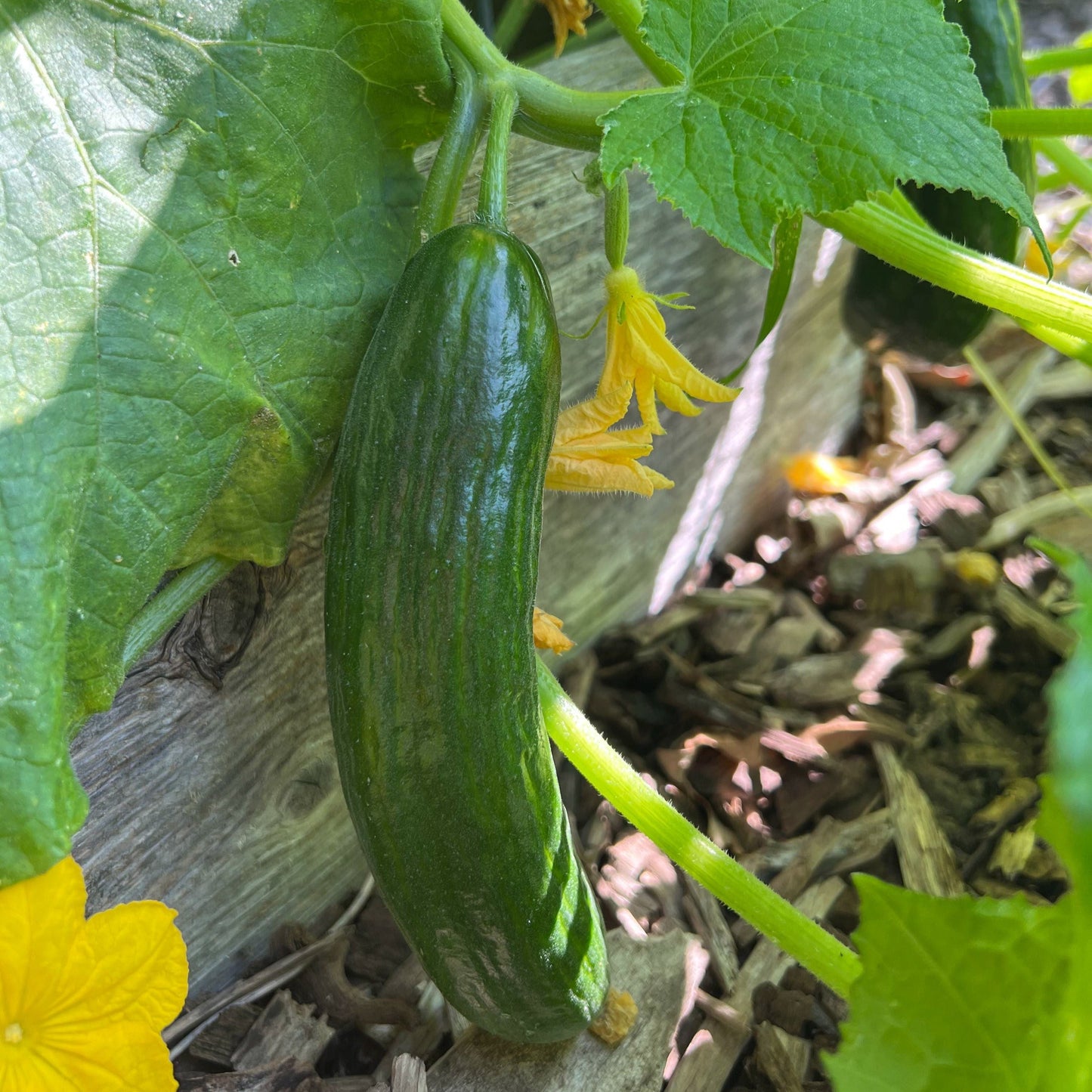 Beit Alpha cucumber from MIgardener, fresh green cucumber with smooth skin, ideal for salads and snacking.