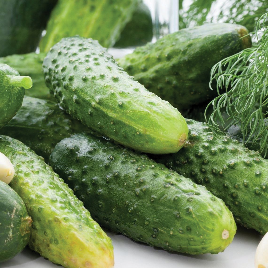 Fresh Boston Pickling Cucumber from MIgardener, showcasing its bright green, bumpy skin ideal for pickling and salads.