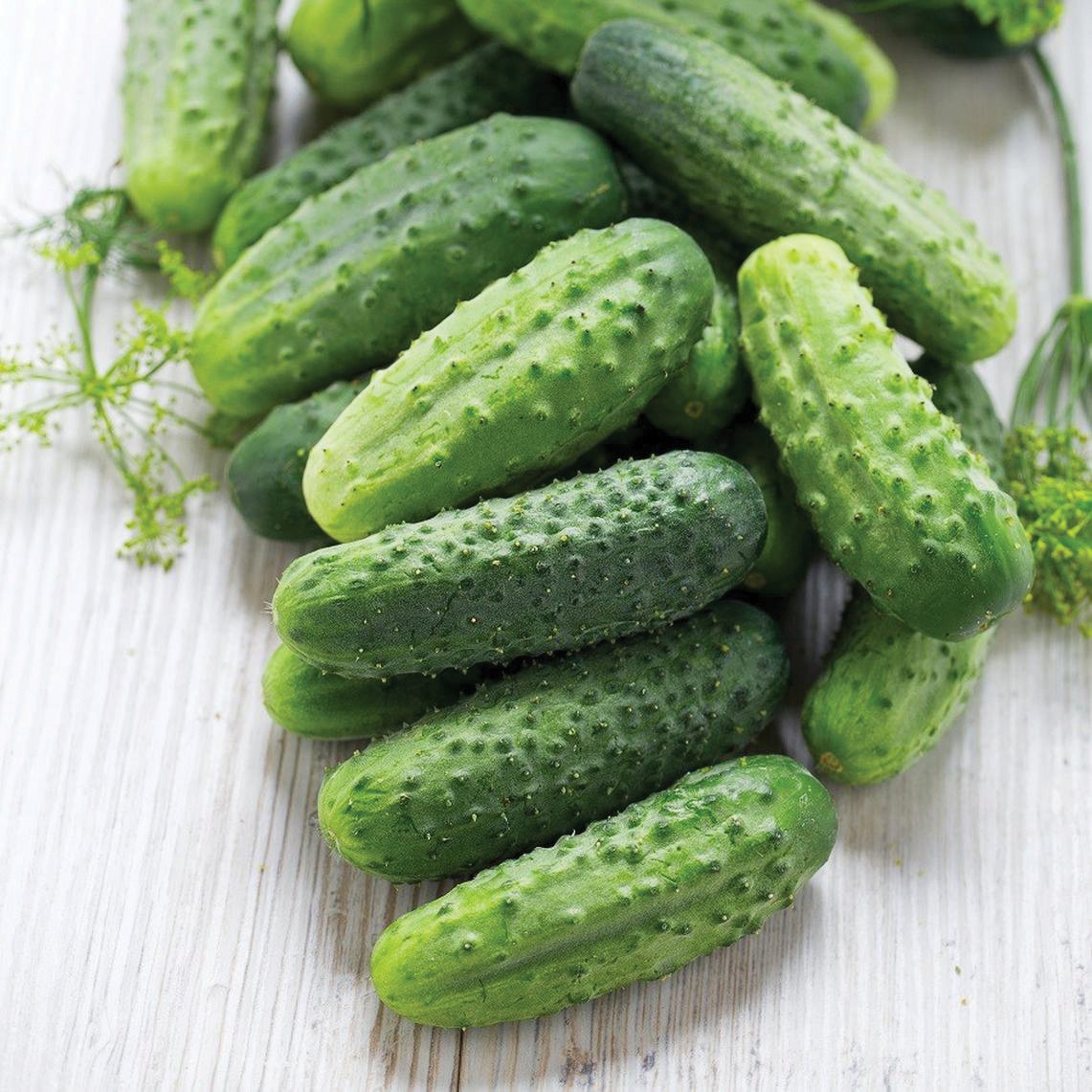 Fresh homemade pickled cucumbers from MIgardener, showcasing crisp, vibrant cucumbers in a jar.