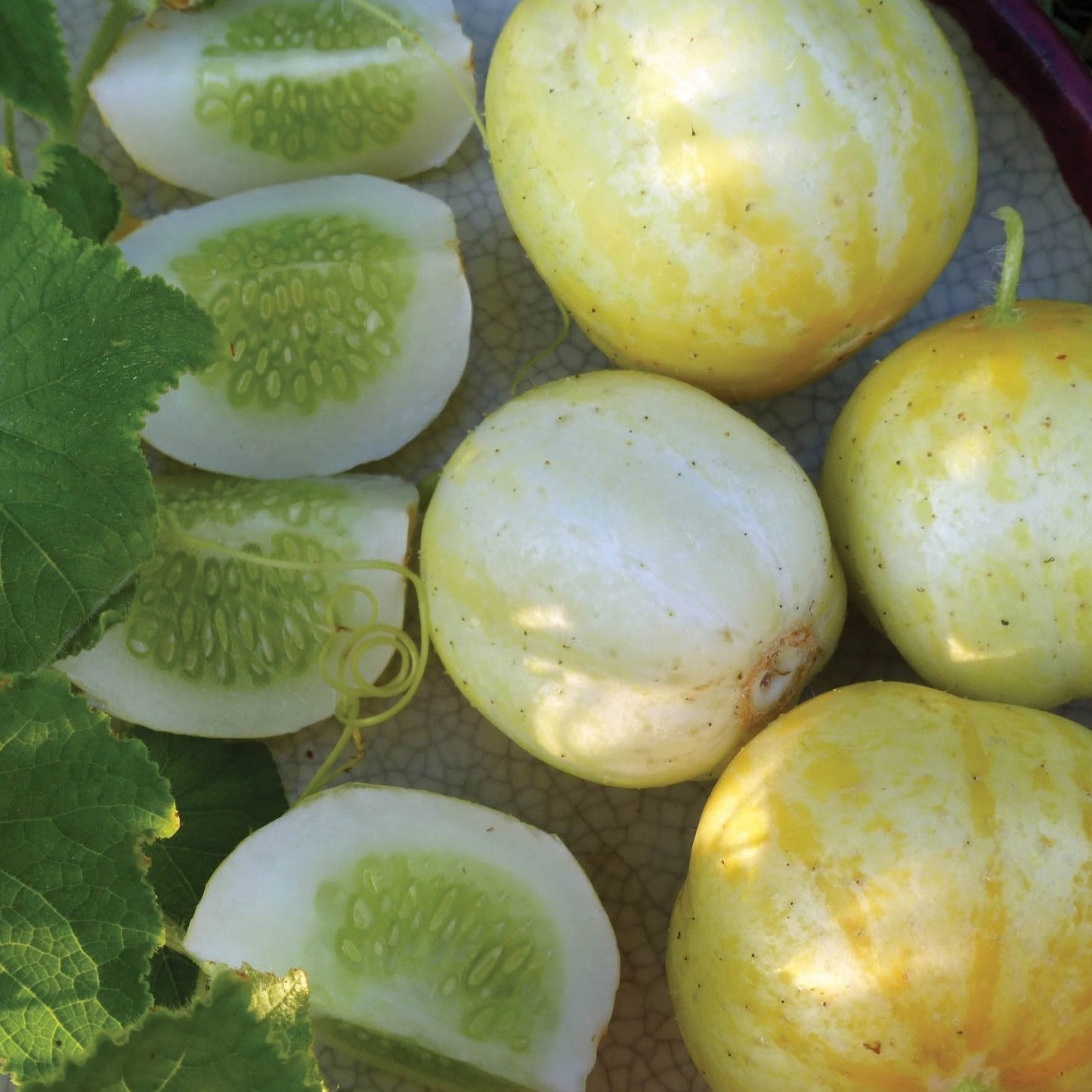 Fresh Lemon Cucumber from MIgardener, showcasing the elongated green cucumber with a smooth skin and vibrant lemon-yellow accents.