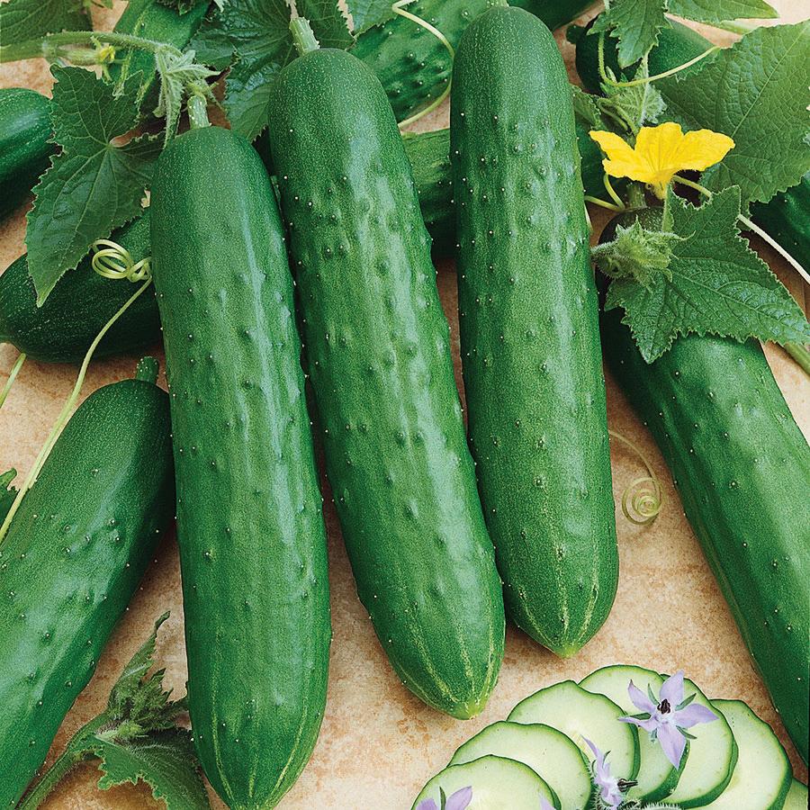 Spacemaster 80 cucumber by MIgardener, fresh green cucumber with smooth skin, ready for harvest.