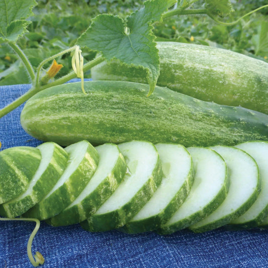 Fresh Straight 8 cucumber from MIgardener, showcasing its straight shape and vibrant green skin on a garden background.