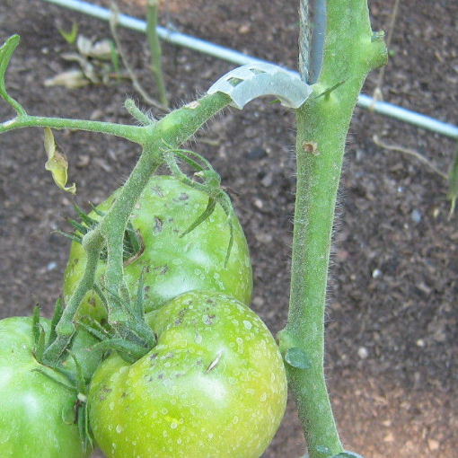 MIgardener Tomato Saver Truss Supports for plants, set of 20, helps support tomato plant branches for healthy growth.