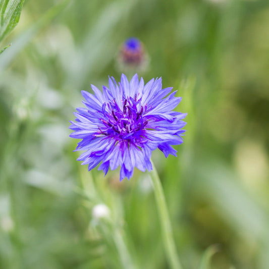 Blue Bachelor's Buttons edible flower from MIgardener, showcasing vibrant blue blossoms suitable for culinary use.