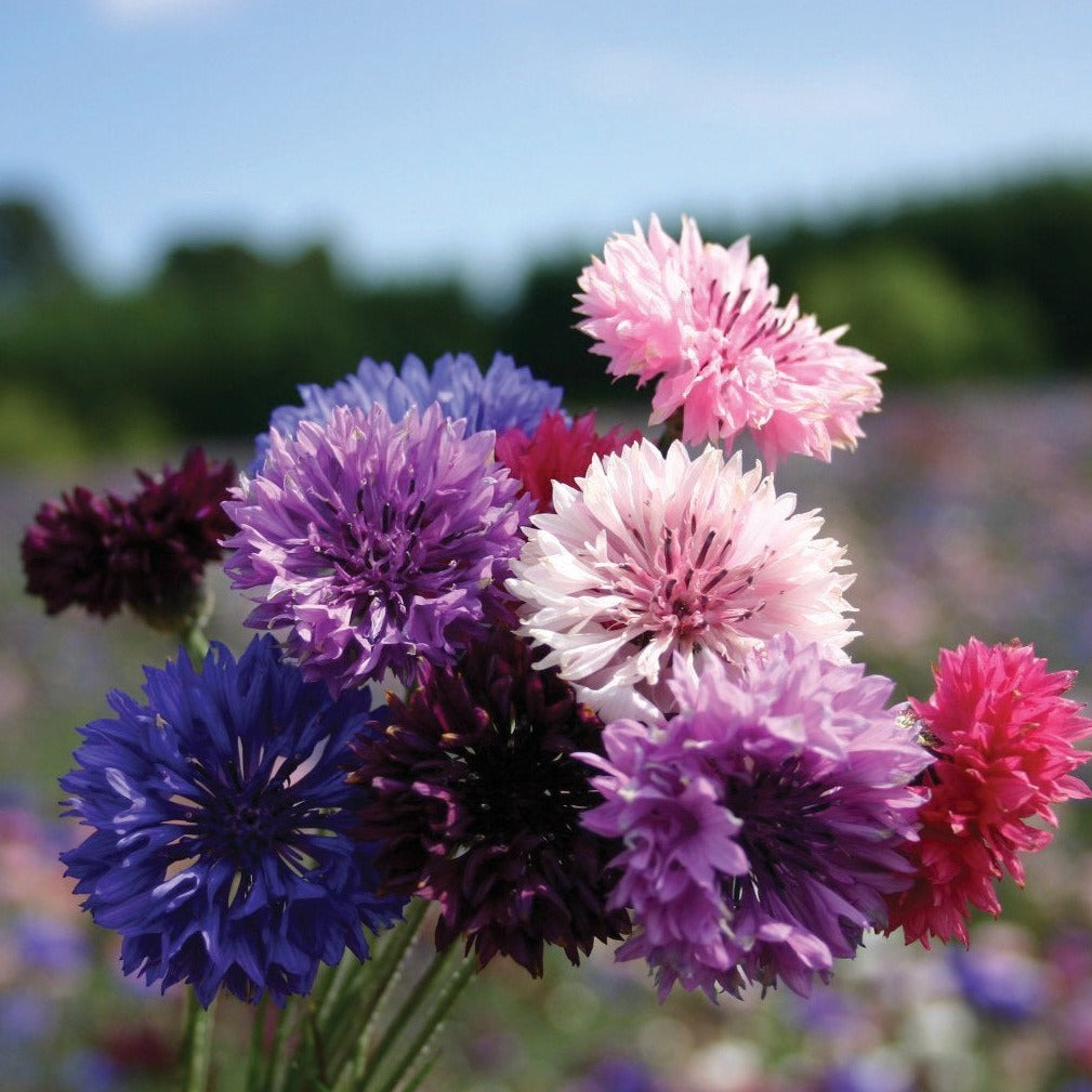 Edible Bachelor's Buttons Mix flowers from MIgardener, showing colorful, blooming edible plants in a garden setting.