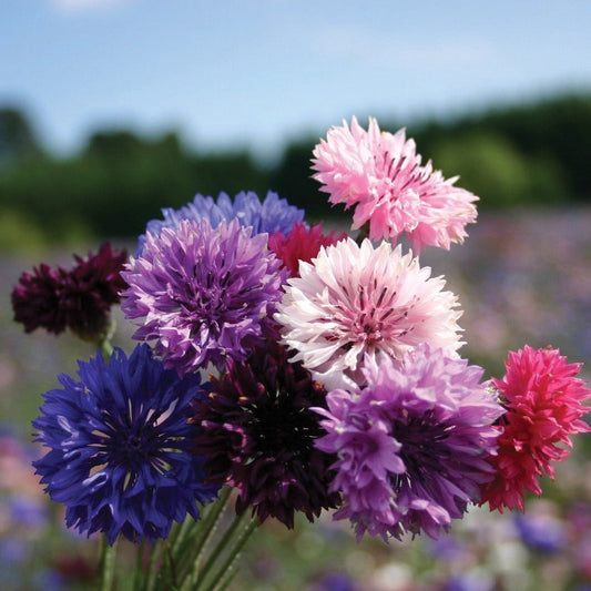 Edible Bachelor's Buttons Mix flowers from MIgardener, showing colorful, blooming edible plants in a garden setting.