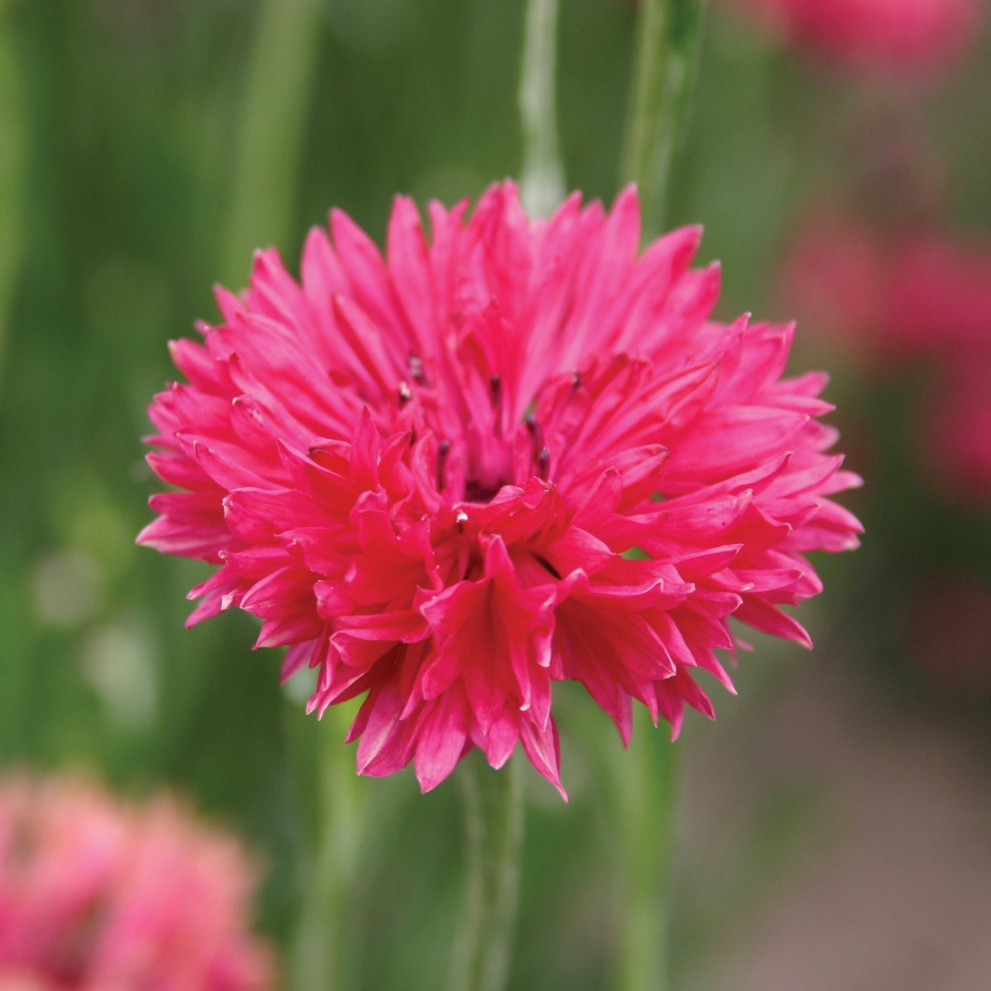 Red Bachelor's Buttons edible flowers from MIgardener, showing vibrant red petals and green foliage.