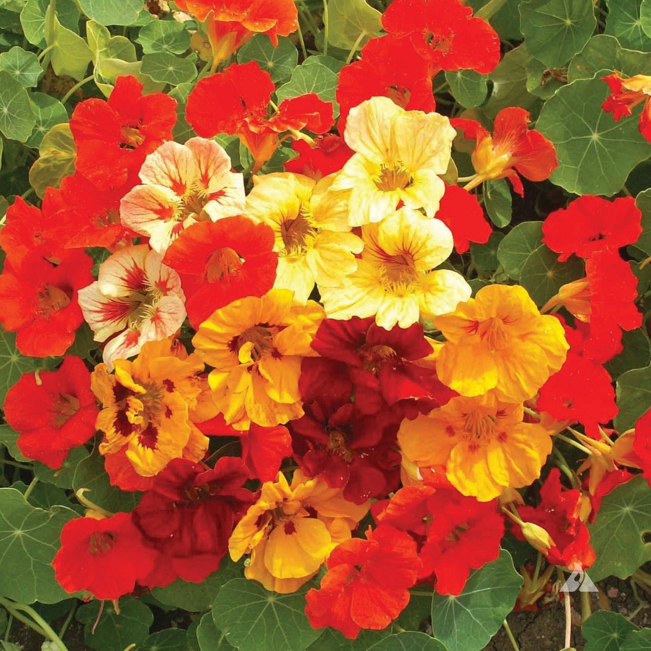 Colorful Jewel Mix Nasturtium edible flowers from MIgardener, showcasing vibrant blooms and lush green leaves.