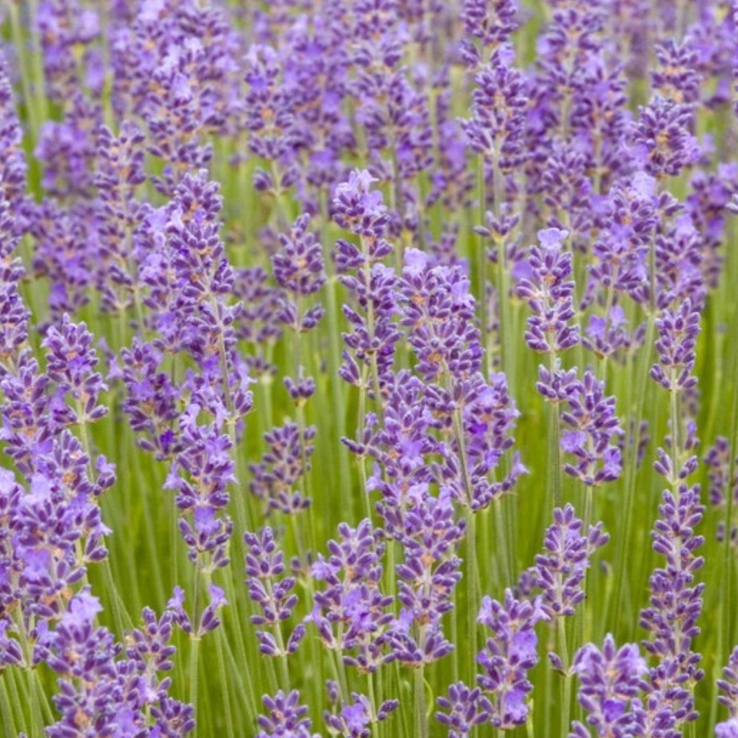 Fresh edible Munstead lavender from MIgardener, showing vibrant purple flowers and green foliage for culinary use.