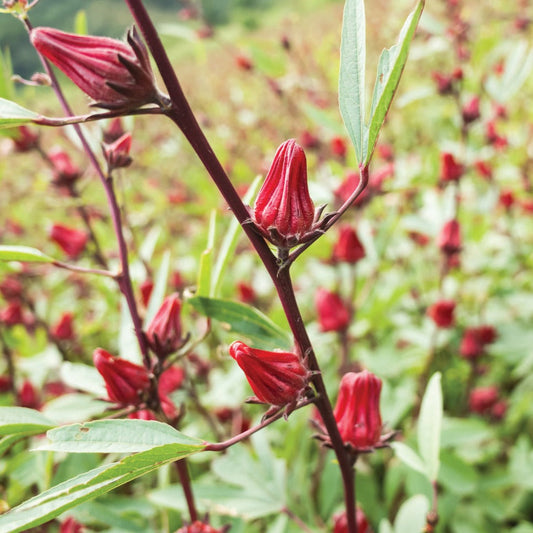 Fresh Asian Sour Leaf Hibiscus from MIgardener, edible Roselle plant with vibrant red leaves suitable for teas and culinary use.