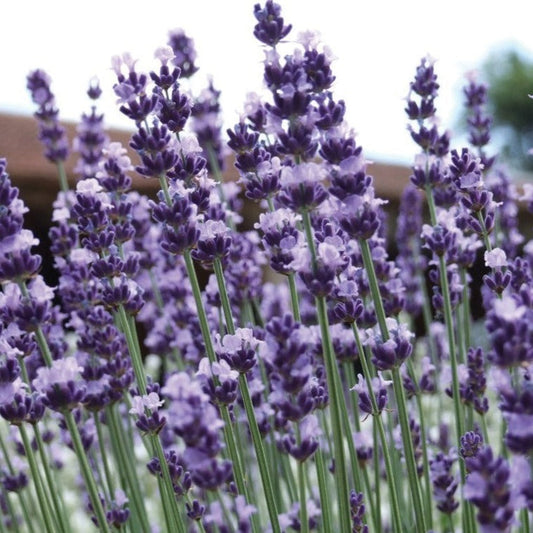 Edible Vera Lavender flowers from MIgardener, showing vibrant purple blooms on a healthy plant, ideal for culinary uses.