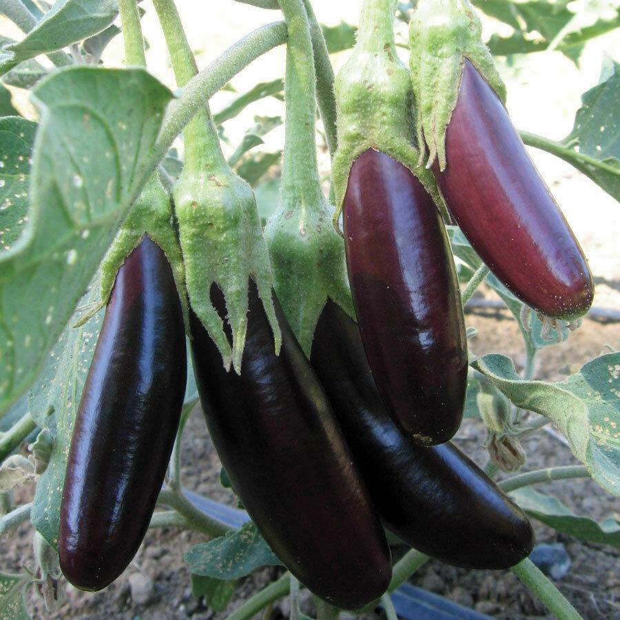 Small MIgardener Little Fingers eggplant with glossy purple skin and slender shape, ready for planting or harvest.
