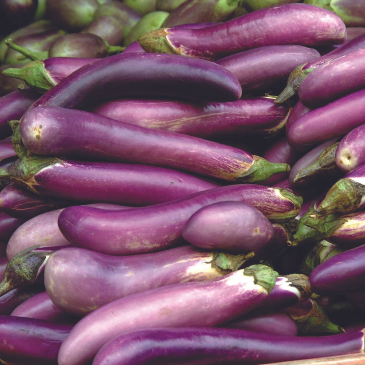 Long Ping-Tung eggplant by MIgardener, showing vibrant purple elongated eggplant with smooth skin and healthy green stem.