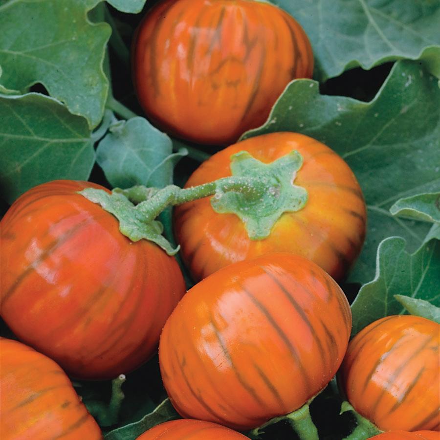 Turkish Orange Eggplant by MIgardener showing vibrant orange-purple skin and glossy surface on a garden plant.