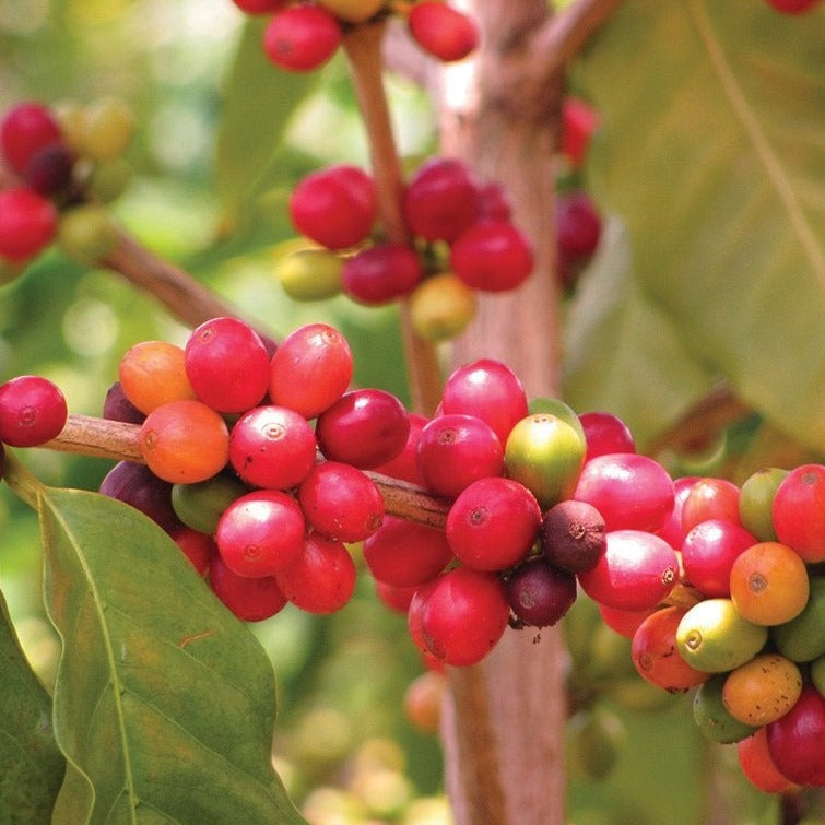 Exotic MIgardener coffee seeds (Coffea arabica) shown in a close-up image, ready for planting in a garden or container.