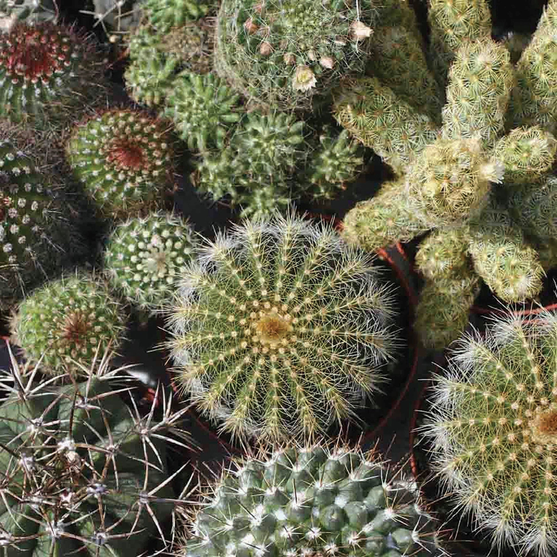 Mixed exotic cactus collection from MIgardener featuring various unique, spiky succulents in a natural display.