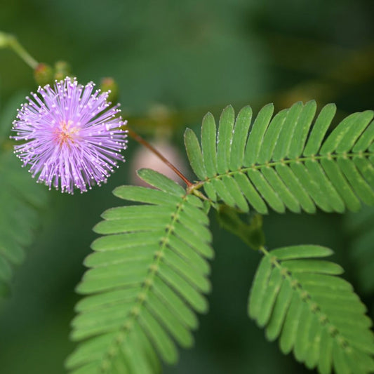 Exotic Sensitive Plant (Mimosa) by MIgardener showing delicate feathery leaves and pink flower buds.