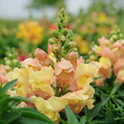 Pink appleblossom Snapdragon flower from MIgardener, showing vibrant petals and green foliage.