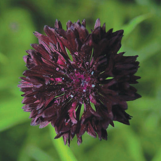 Black Bachelor's Buttons flower by MIgardener with delicate dark blooms and green foliage in a close-up view.