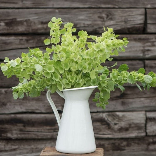 Flowers of Ireland by MIgardener, vibrant Bells of Ireland with tall green stems and clusters of green bell-shaped flowers.